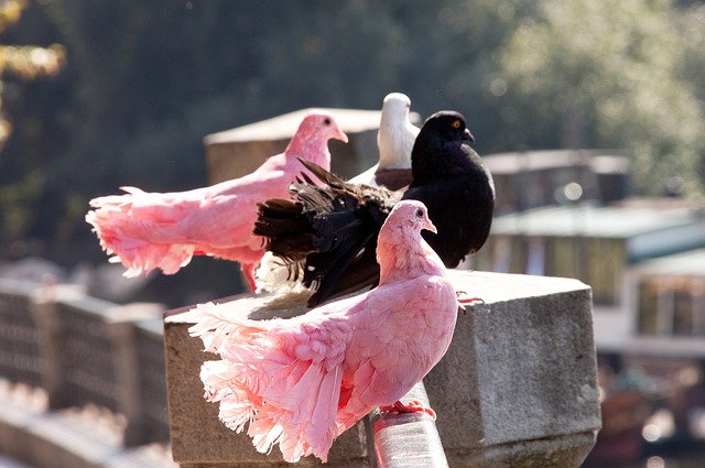 美国的成功 美国的成功